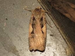 Attēlu rezultāti vaicājumam “Xestia c-nigrum”