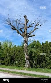 Attēlu rezultāti vaicājumam “Betula pendula”