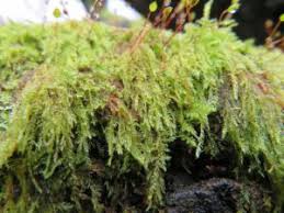 Attēlu rezultāti vaicājumam “Hypnum cupressiforme var. filiforme”