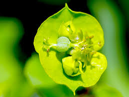 Attēlu rezultāti vaicājumam “Euphorbia virgata flower”