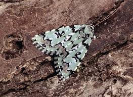 Attēlu rezultāti vaicājumam “Moma alpium”