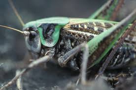 Attēlu rezultāti vaicājumam “Decticus verrucivorus”