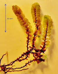 Attēlu rezultāti vaicājumam “Plagiochila porelloides”