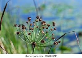 Attēlu rezultāti vaicājumam “Butomaceae”