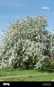 Attēlu rezultāti vaicājumam “Malus x zumi”