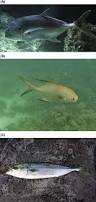 Image result for Argyrosomus inodorus