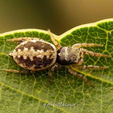 Attēlu rezultāti vaicājumam “Heliophanus sp.”