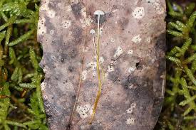 Attēlu rezultāti vaicājumam “Micarea sp.”