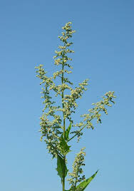 Attēlu rezultāti vaicājumam “Chenopodium acerifolium flower”