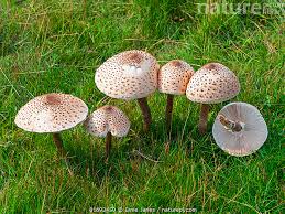 Attēlu rezultāti vaicājumam “Macrolepiota”