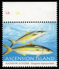 Image result for Elagatis bipinnulata