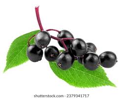 Attēlu rezultāti vaicājumam “Sambucus nigra fruit”