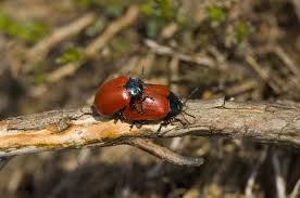 Attēlu rezultāti vaicājumam “Chrysomela populi”