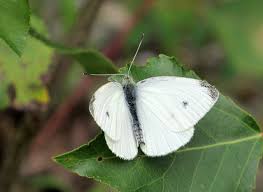 Attēlu rezultāti vaicājumam “Pieris rapae male”