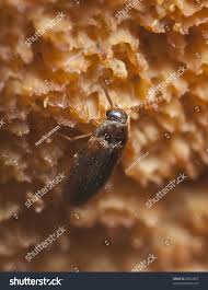 Attēlu rezultāti vaicājumam “Tetratomidae”