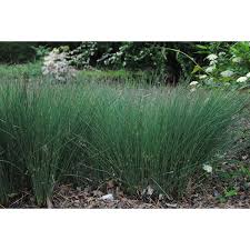 Attēlu rezultāti vaicājumam “Juncus inflexus”