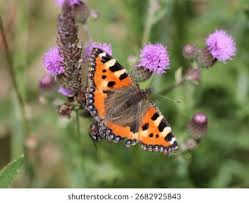 Attēlu rezultāti vaicājumam “Aglais urticae”