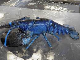 Image result for Homarus americanus