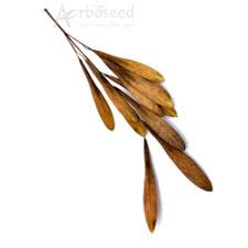 Attēlu rezultāti vaicājumam “Fraxinus pennsylvanica fruit”