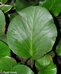 Attēlu rezultāti vaicājumam “Bergenia crassifolia”