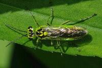 Attēlu rezultāti vaicājumam “Tenthredo scrophulariae exuvia”