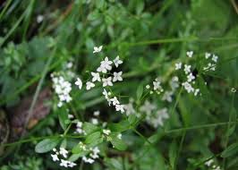 Attēlu rezultāti vaicājumam “Galium elongatum flower”