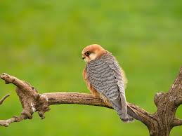 Attēlu rezultāti vaicājumam “Falco vespertinus adult”