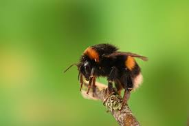 Attēlu rezultāti vaicājumam “Bombus terrestris”