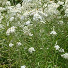 Attēlu rezultāti vaicājumam “Anaphalis margaritacea flower”