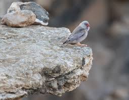 Image result for Bucanetes githagineus