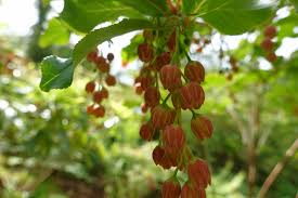 Attēlu rezultāti vaicājumam “Enkianthus chinensis flower”
