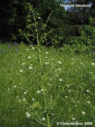 Attēlu rezultāti vaicājumam “Thesium ebracteatum”