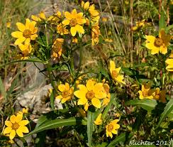 Attēlu rezultāti vaicājumam “Bidens cernua”