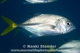 Image result for Caranx latus