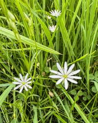 Attēlu rezultāti vaicājumam “Stellaria holostea fruit”