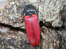 Attēlu rezultāti vaicājumam “Ampedus sanguineus”