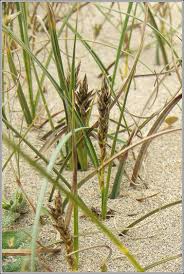 Attēlu rezultāti vaicājumam “Carex arenaria”