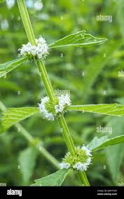 Attēlu rezultāti vaicājumam “Lycopus europaeus flower”