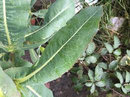 Attēlu rezultāti vaicājumam “Lactuca serriola”