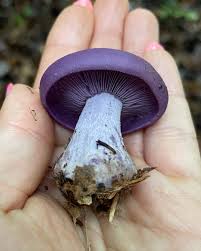 Attēlu rezultāti vaicājumam “Lepista nuda”