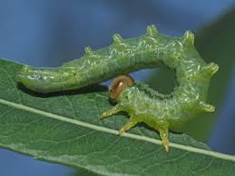 Attēlu rezultāti vaicājumam “Euura pedunculi”