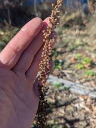 Attēlu rezultāti vaicājumam “Artemisia campestris bud”