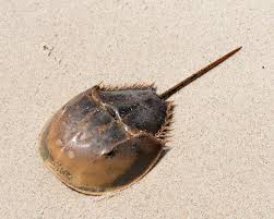 Image result for Limulus polyphemus