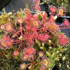 Attēlu rezultāti vaicājumam “Drosera rotundifolia flower”