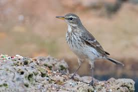 Image result for Anthus spinoletta