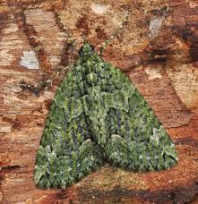 Attēlu rezultāti vaicājumam “Chloroclysta siterata”