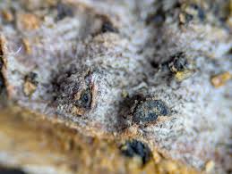 Attēlu rezultāti vaicājumam “Ombrophila violacea spores”