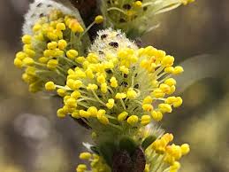 Attēlu rezultāti vaicājumam “Salix repens subsp. rosmarinifolia flower”