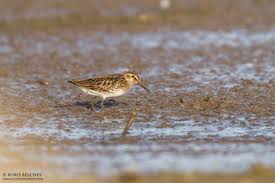 Attēlu rezultāti vaicājumam “Calidris falcinellus”