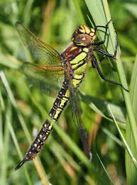 Attēlu rezultāti vaicājumam “Brachytron pratense”